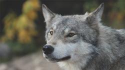 Интересный факт о волках